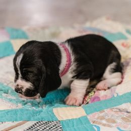 Magenta - female Basset Hound puppy in Knoxville, Tennessee from Well Hounded Bassets