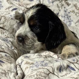 Luca - Black white and tan male English Springer Spaniel puppy in Coeur D'alene, Idaho from Springer Hollow