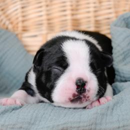 Miah - Black and white female Boston Terrier puppy in Plymouth, New Hampshire from Punk Kennels