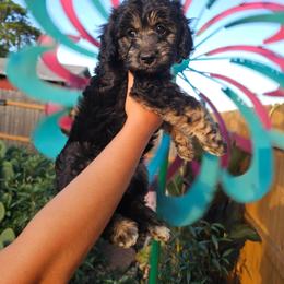 Cricket - Black tri-color male Aussiedoodle puppy in Indiahoma, Oklahoma from Phamily Doodles
