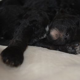 Poodle Puppies from Middlebranch Farm Standard Poodles