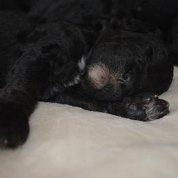 Poodle Puppies from Middlebranch Farm Standard Poodles
