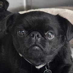 Lily - Brussels Griffon