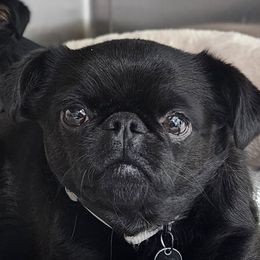 Lily - Brussels Griffon