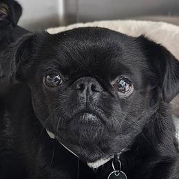 Lily - Brussels Griffon