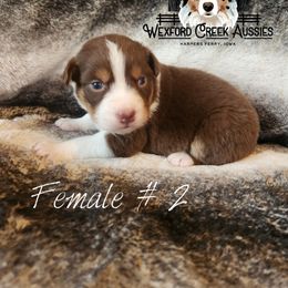 Girl 2 - Red tri-color female Australian Shepherd puppy in Harpers Ferry, Iowa from Wexford Creek Aussies, LLC
