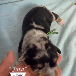 Java - Blue merle male Australian Shepherd puppy in Ulm, Montana from W Heart Bar Aussies