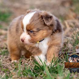 Miniature American Shepherd, Miniature Australian Shepherd, and Toy Australian Shepherd Puppies from Best Little Aussies