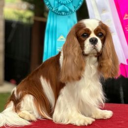 Cavalier King Charles Spaniels from Audrey Rogers at Saltayre Cavaliers