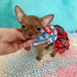 Peanut Teacup - Chocolate female Chihuahua puppy in Mesa, Arizona from Arizona Dream Chihuahuas