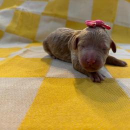 Val - Apricot female Goldendoodle puppy in Camden, North Carolina from Oopsie Doodles of NC