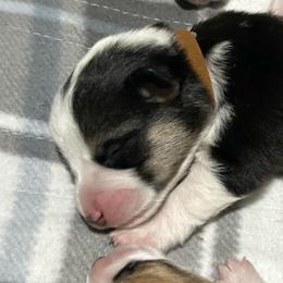 Boy 2 - Black and white male American Corgi puppy in Cocoa, Florida from Cascadian Space Coast Corgis LLC
