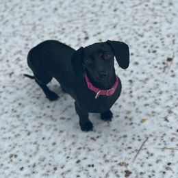 Bella - Dachshund