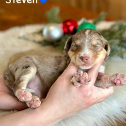 Steven - Red merle male Aussiedoodle puppy in Lancaster, Minnesota from Finney Ranch