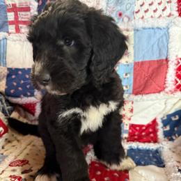 Blue - Black and white male Sheepadoodle puppy in Eleva, Wisconsin from Molly’s Doodles