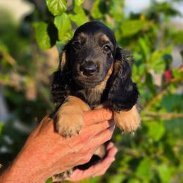 Buzz Lightyear - Black and cream male Dachshund puppy in Tucson, Arizona from Crowned Doxies