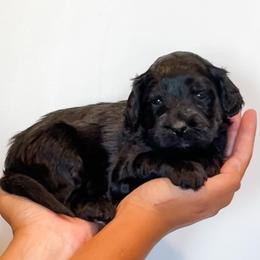 Fern - Black and white female Aussiedoodle puppy in Flagstaff, Arizona from Gunstock Doodles