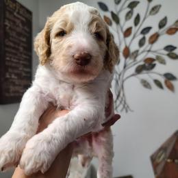 Black collar - White male Poodle puppy in Colorado Springs, Colorado from Silly's Standard Poodles