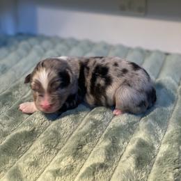 Spruce - Blue merle male Australian Shepherd puppy in Salinas, California from AA Aussies