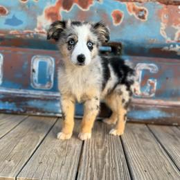 Boy 2 - Blue merle male Miniature Australian Shepherd puppy in Ellsworth, Kansas from Flying H Mini Aussies