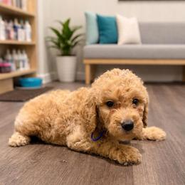 Jo Jo - Apricot male Goldendoodle puppy in Houston, Texas from Were The Mack'Doodles