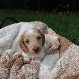 Latte - Piebald female Dachshund puppy in Hawthorne, Florida from Circle M Dachshunds