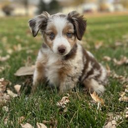 Heisman - Australian Shepherd
