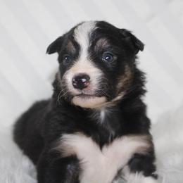 Urban - Tri-color male Border Collie puppy in Cedartown, Georgia from Ferguson Border Collies