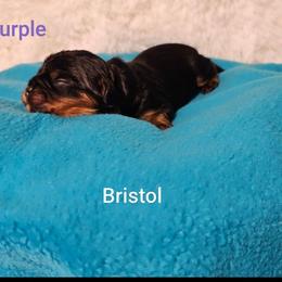 Bristol - Black and tan female Cavalier King Charles Spaniel puppy in Rochelle, Illinois from Lakeview Cavaliers