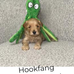 Hookfang - Apricot male Goldendoodle puppy in Layton, Utah from Gracious Doodle Dogs