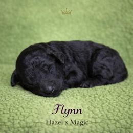 Flynn - Brindle male Poodle puppy in Springfield, Oregon from Valaurah Farms