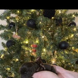 Ruger - Chocolate male Labrador Retriever puppy in Hillman, Michigan from Northrop Farm