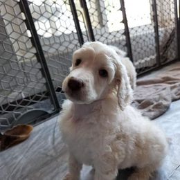 Poodle Puppies from Lyricallanepoodles