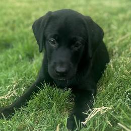 Black male - Black male Labrador Retriever puppy in Prosper, Texas from Essayons Gundogs
