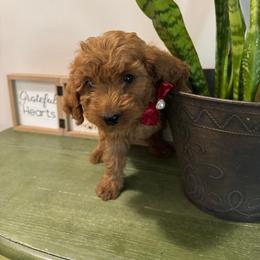 Red Heart - Red  female Goldendoodle puppy in Germantown, Maryland from Honey Blossom Doodles