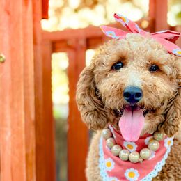 Goldendoodles from Little Retrievers