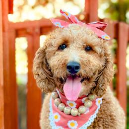 Goldendoodles from Little Retrievers