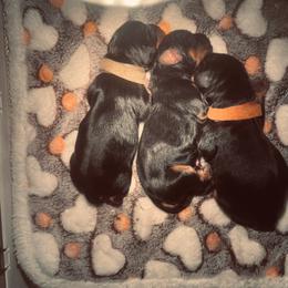 Boy 3 - male Cavalier King Charles Spaniel puppy in Mcgregor, Minnesota from Country Cavaliers
