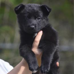 Black female - Black female German Shepherd puppy in Marianna, Florida from Haus M Godwin