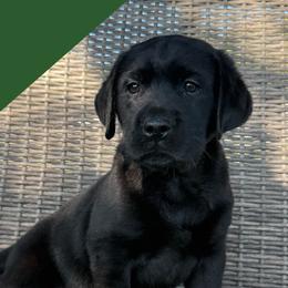 Teal - Black male Labrador Retriever puppy in Wilson’s, Virginia from Cedar Hill Farm Labradors