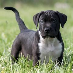 Perro de Presa Canarios from River City Presa