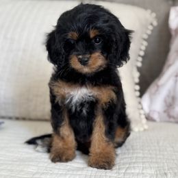 Hunter - Black and tan male Cavapoo puppy in Beckley, West Virginia from By Design Doodles