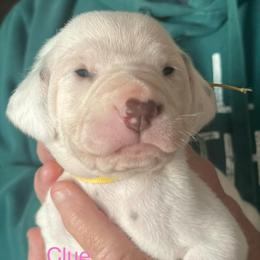 Clue - White and liver brown female Dalmatian puppy in New Jersey from Prestige Dalmatians