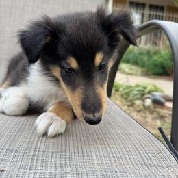 LEO - Black white and tan male Collie puppy in Yukon, Oklahoma from ColliesOklahoma