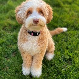 Luna - Australian Labradoodle