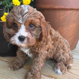 Grayson - Red male Cavapoo puppy in Bozrah, Connecticut from Cedar Creek Farms