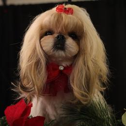 Londyn - Shih Tzu