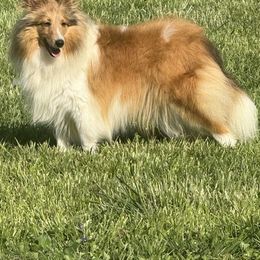 Miley - Shetland Sheepdog