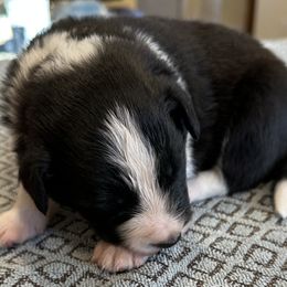 Boy 1 - Border Collie puppy in Barnstead, New Hampshire from Pettigrew's Border Collies