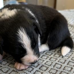 Boy 1 - Border Collie puppy in Barnstead, New Hampshire from Pettigrew's Border Collies